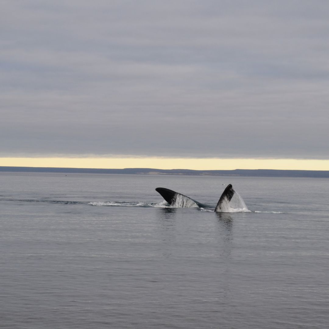 PUERTO MADRYN