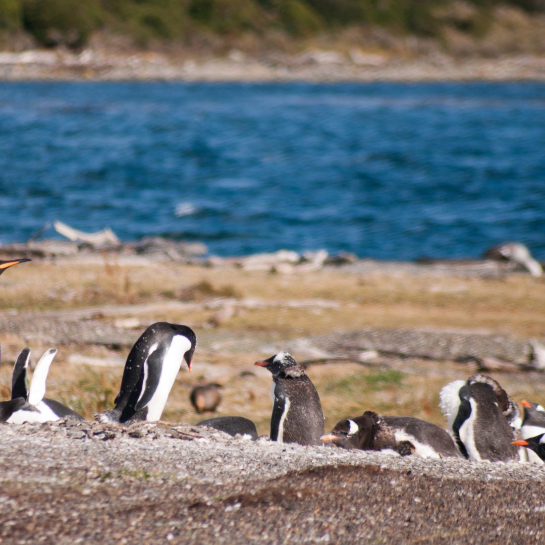 ONDE VER PINGUINS NA ARGENTINA?